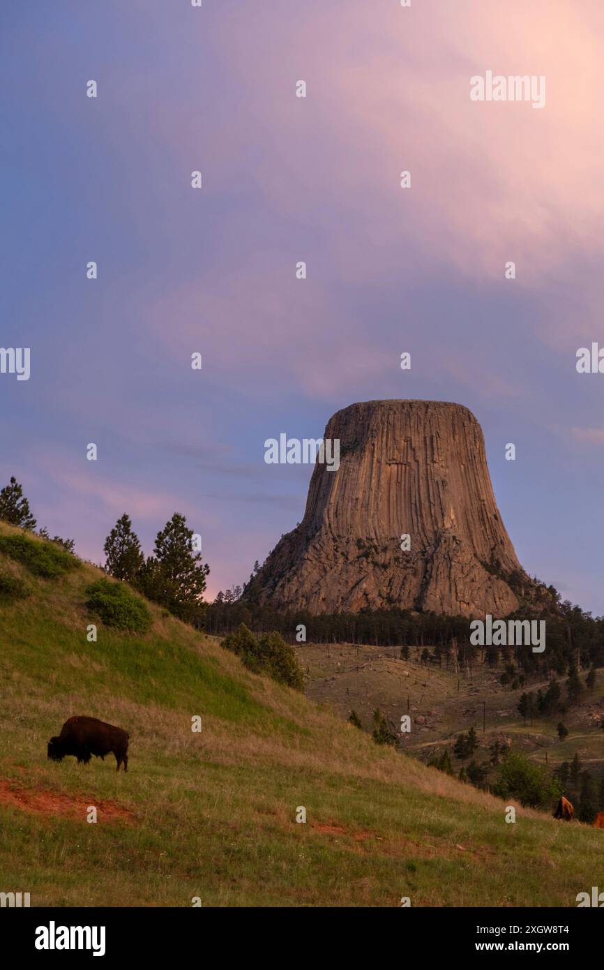 Bison seul paissant dans un champ avec Devils Tower National Monument derrière au lever du soleil dans le nord du Wyoming Banque D'Images