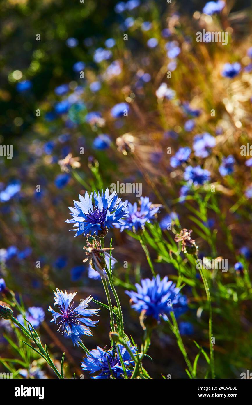 Cornflower bleu éclatant en gros plan Golden Hour Banque D'Images