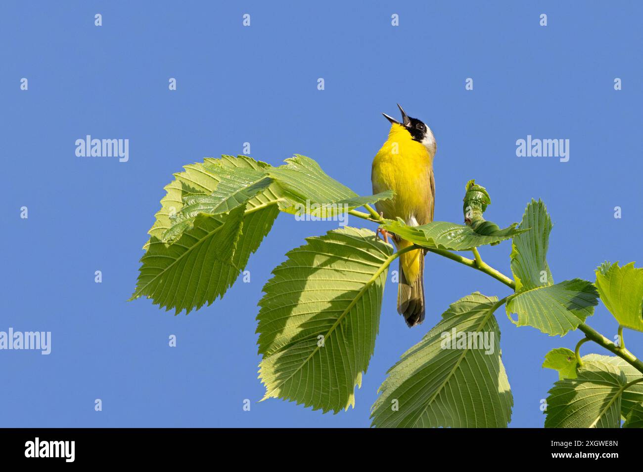 Tandis que perché sur un arbre avec son bec grand ouvert, une parulle de gorge jaune commune chante à son contenu de cœur . Arrière-plan des arbres verts à mise au point douce et Banque D'Images