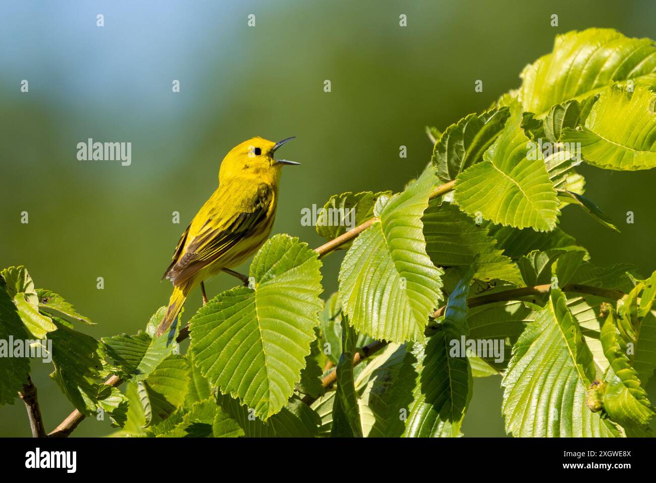 Tandis que perchée sur un arbre avec son bec grand ouvert, une parulle jaune chante au contenu de son cœur. Fond bleu ciel. Banque D'Images