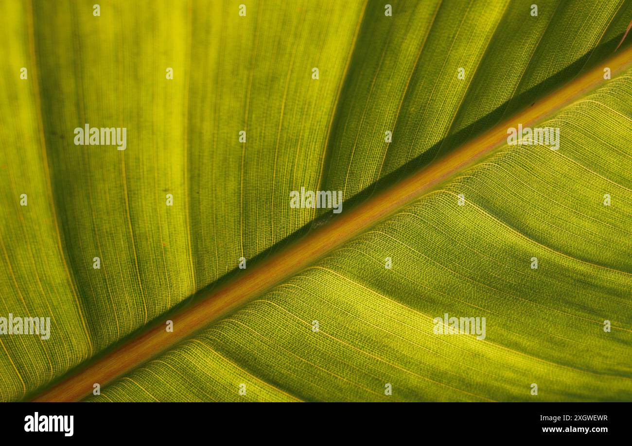 Gros plan d'une feuille verte vibrante avec des veines proéminentes et une texture complexe, illuminée par la lumière du soleil. Les motifs détaillés créent un naturel. Banque D'Images