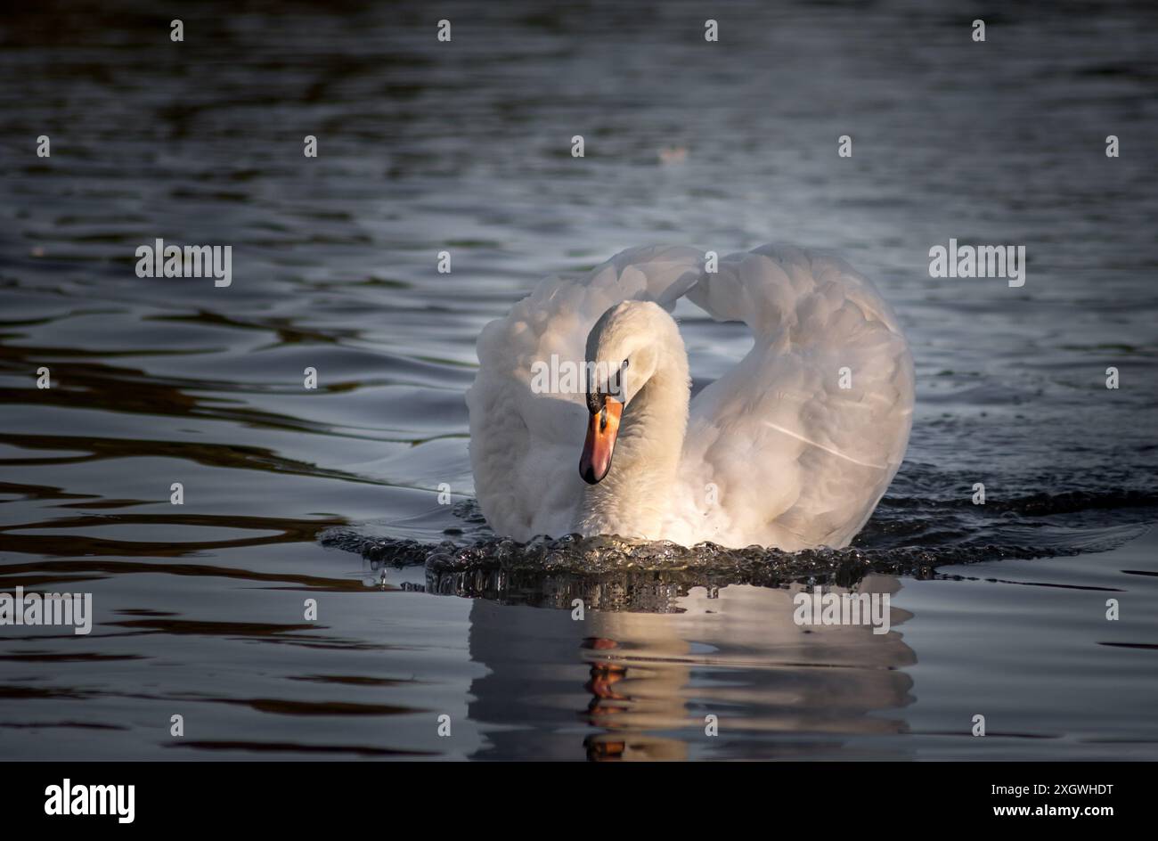 Cygne muet nageant dans un lac dans une posture agressive avec de l'eau reflétant la lumière du soleil sur l'oiseau à Édimbourg, en Écosse Banque D'Images