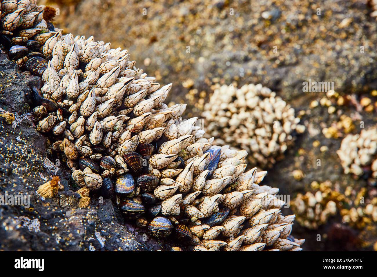 Bernacles et mollusques sur Coastal Rock gros plan à Low Tide Banque D'Images