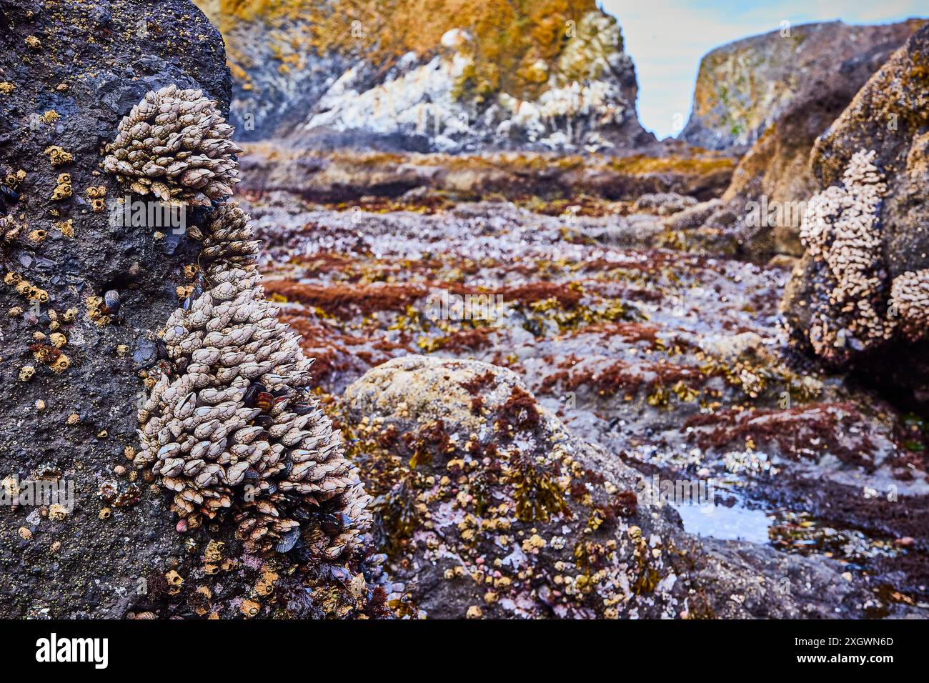 Roches couvertes de Barnacle et algues dans l'écosystème côtier de Newport Banque D'Images