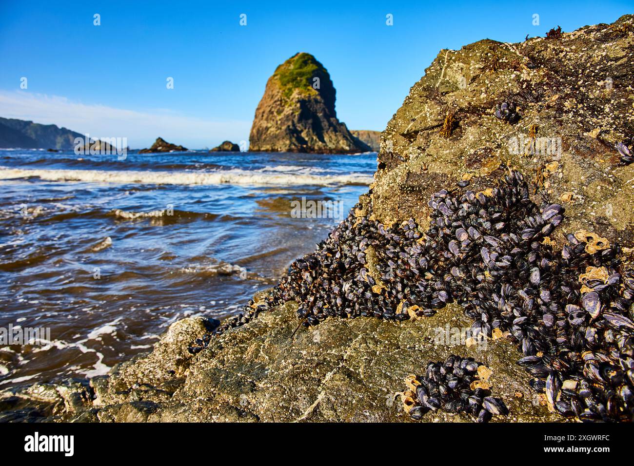 Moules et Barnacles sur Coastal Rock avec Sea Stack en mouvement Banque D'Images