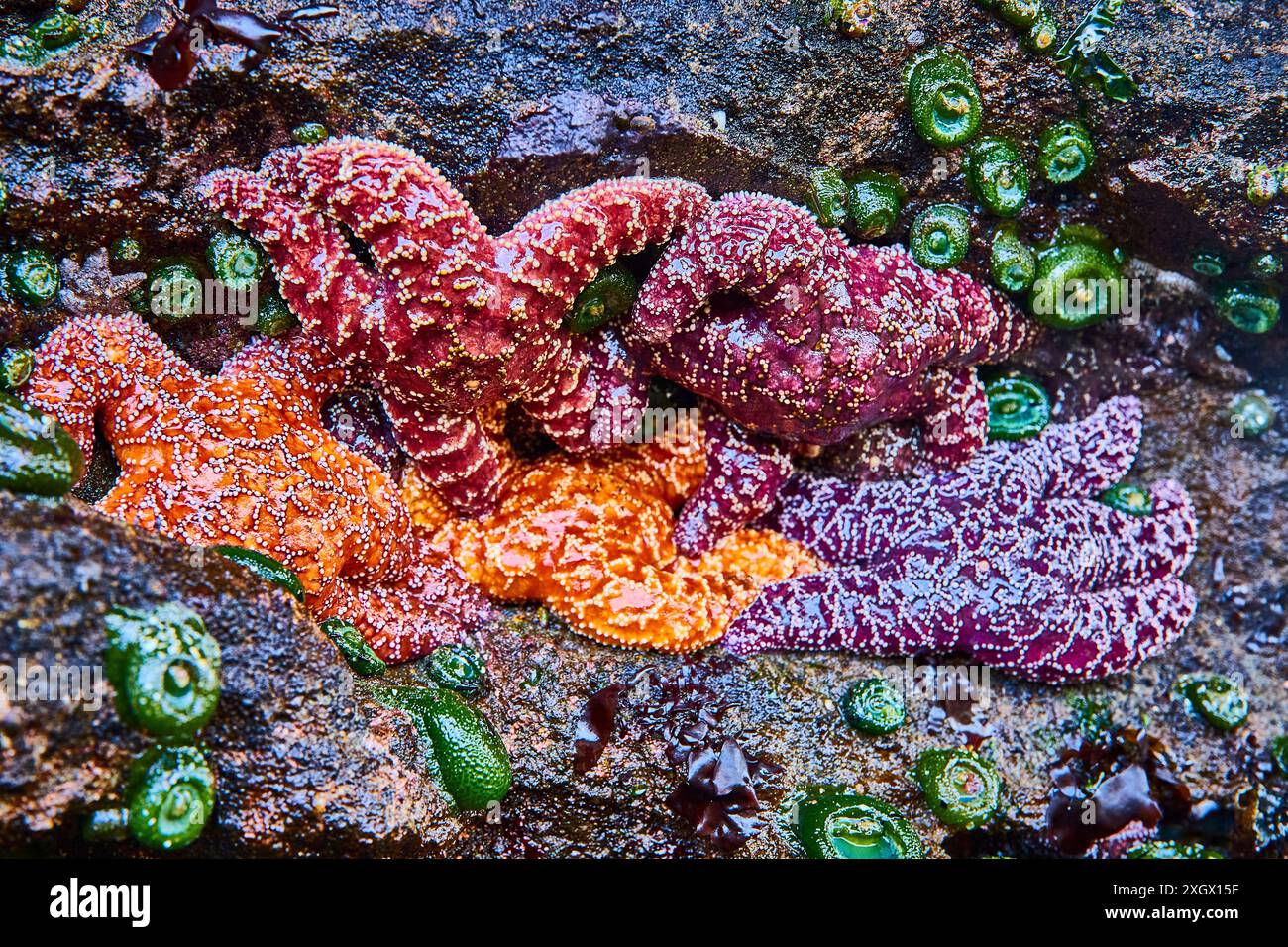 Étoiles de mer et anémones dans la piscine à marée en gros plan Banque D'Images