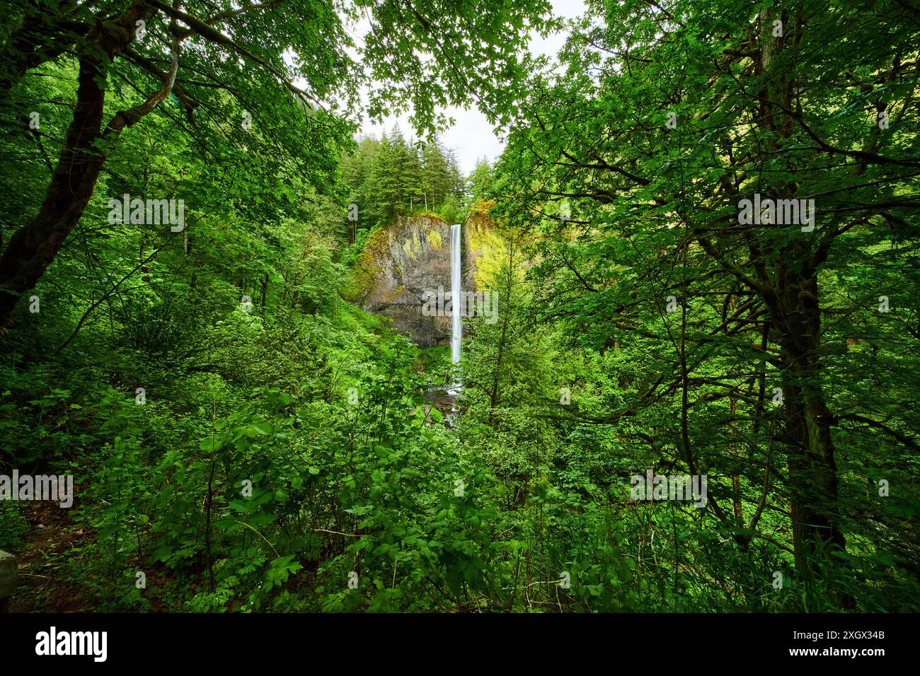 Latourell Falls dans la luxuriante forêt Canopy vue au niveau des yeux Banque D'Images