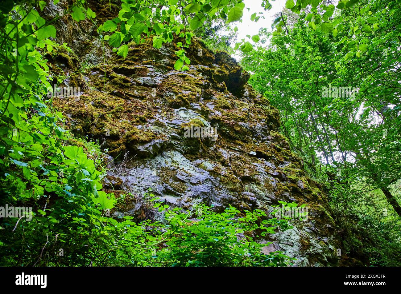 Face rocheuse couverte de mousse luxuriante avec feuillage verdoyant à hauteur des yeux dans la forêt de l'Oregon Banque D'Images