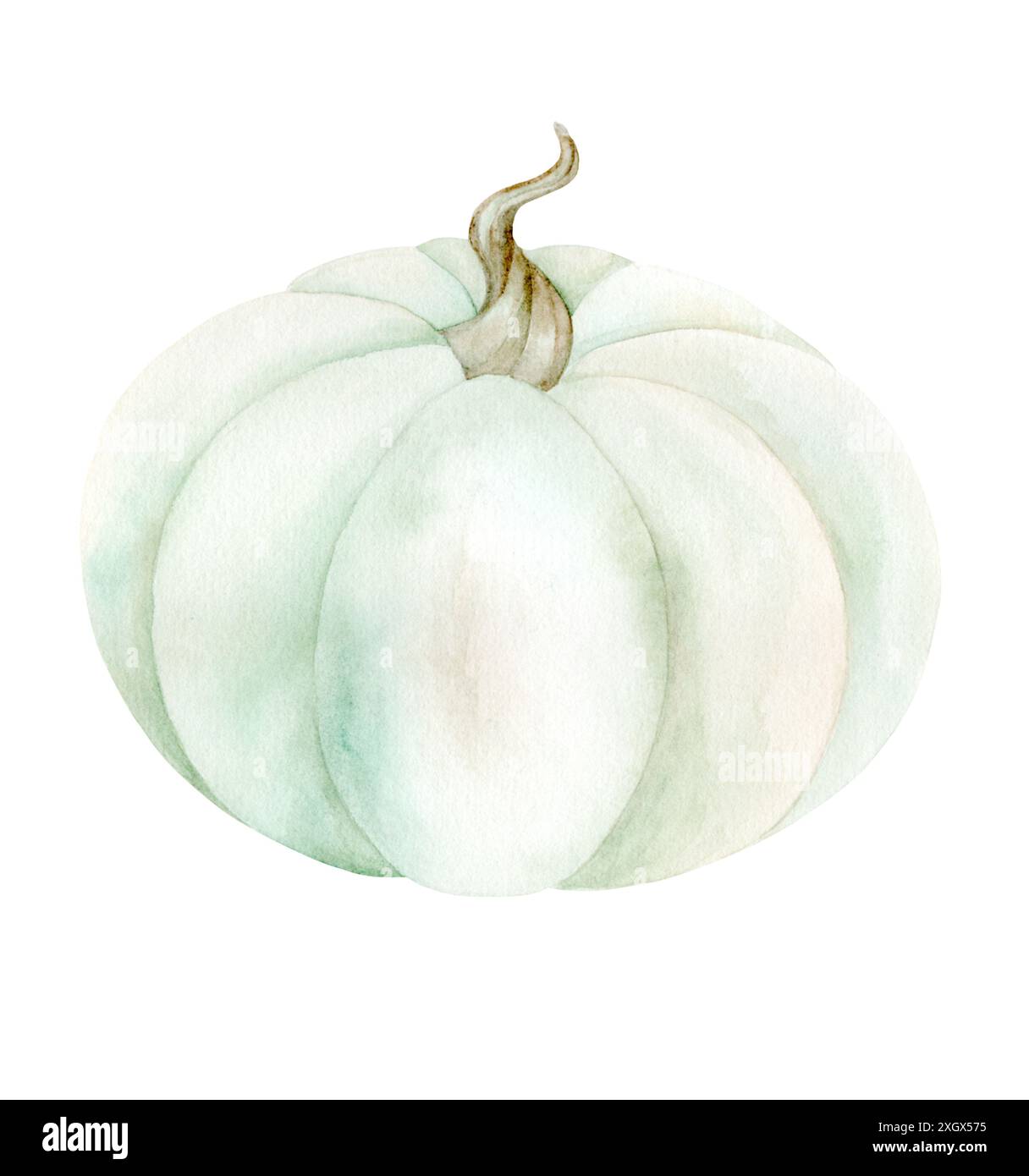 Citrouille blanche. Illustration d'aquarelle dans des couleurs pastel sur fond blanc. Le dessin est dessiné à la main. Convient pour cartes, invitations et textile Banque D'Images