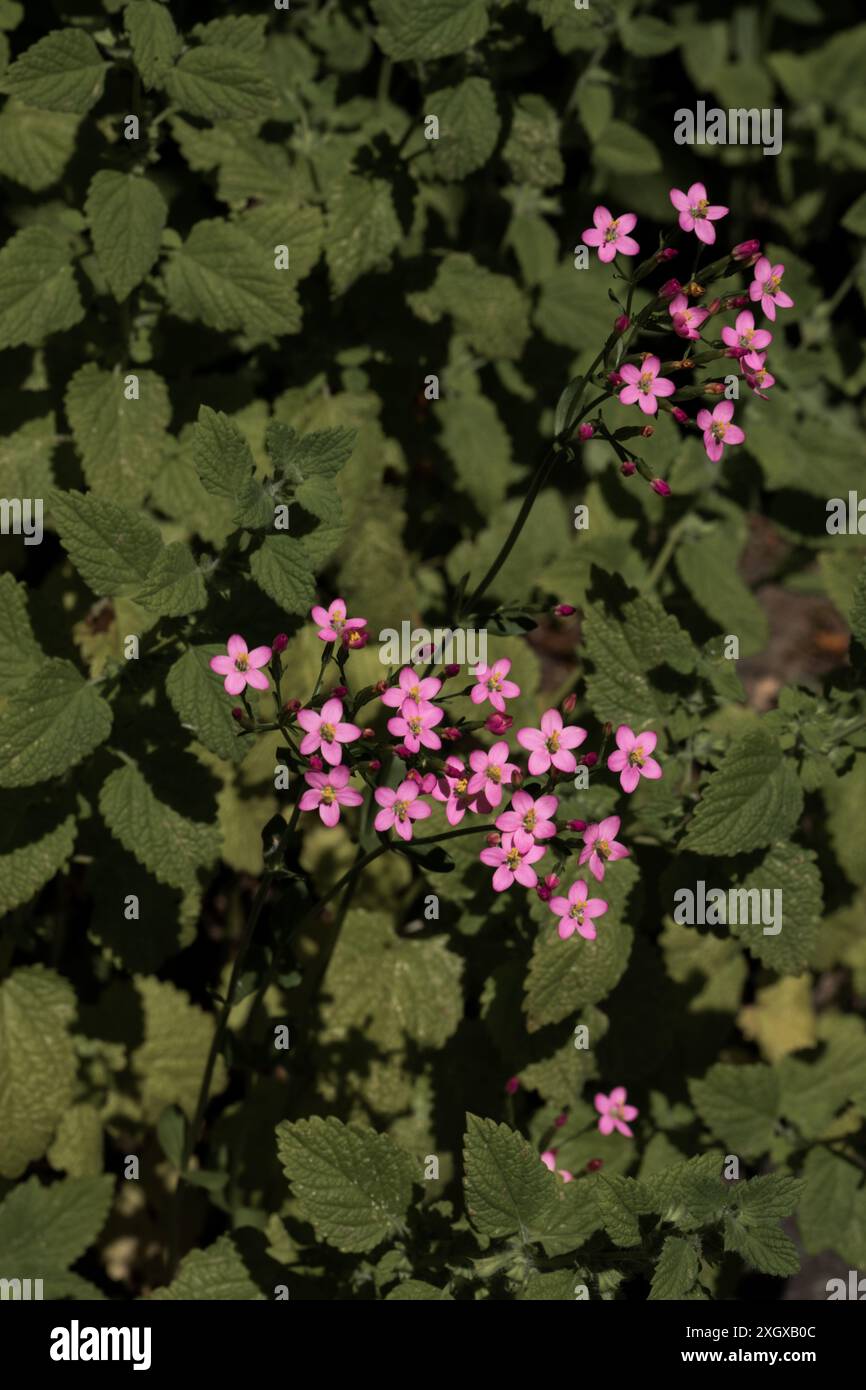 Centaurée commune, Centaurium erythraea, plante à fleurs de la famille des gentianes Banque D'Images