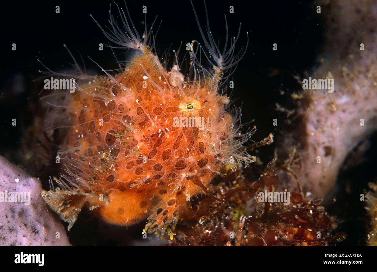 Juvénile de grenouilles rayées, Antennarius striatus, site de plongée de Pantai Parigi, détroit de Lembeh, Sulawesi, Indonésie Banque D'Images