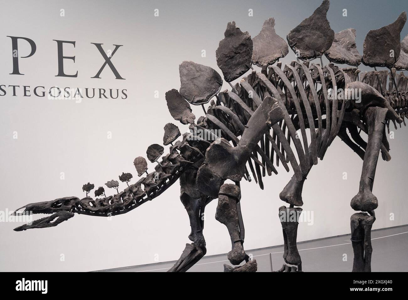 New York, États-Unis. 10 juillet 2024. Aperçu de presse pour 'Apex' le Stegosaurus vieux de 150 millions d'années à la maison de vente aux enchères Sotheby's à New York. (Photo de Lev Radin/Pacific Press) crédit : Pacific Press Media production Corp./Alamy Live News Banque D'Images
