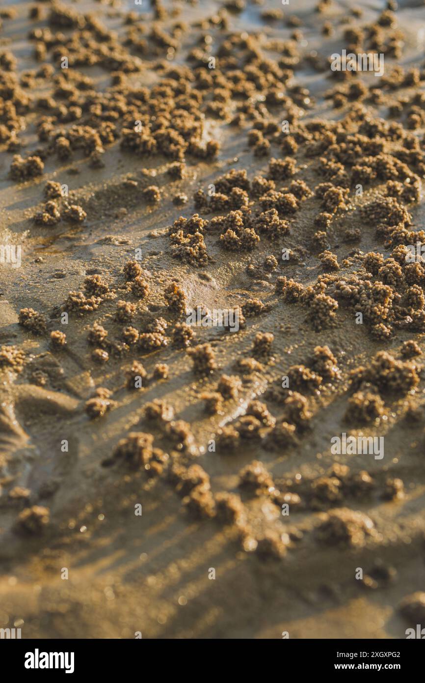 Une photo en gros plan de sable de plage sec. Le sable est de couleur claire et a une texture fine. Cette image pourrait être utilisée pour illustrer les vacances à la plage, été f Banque D'Images