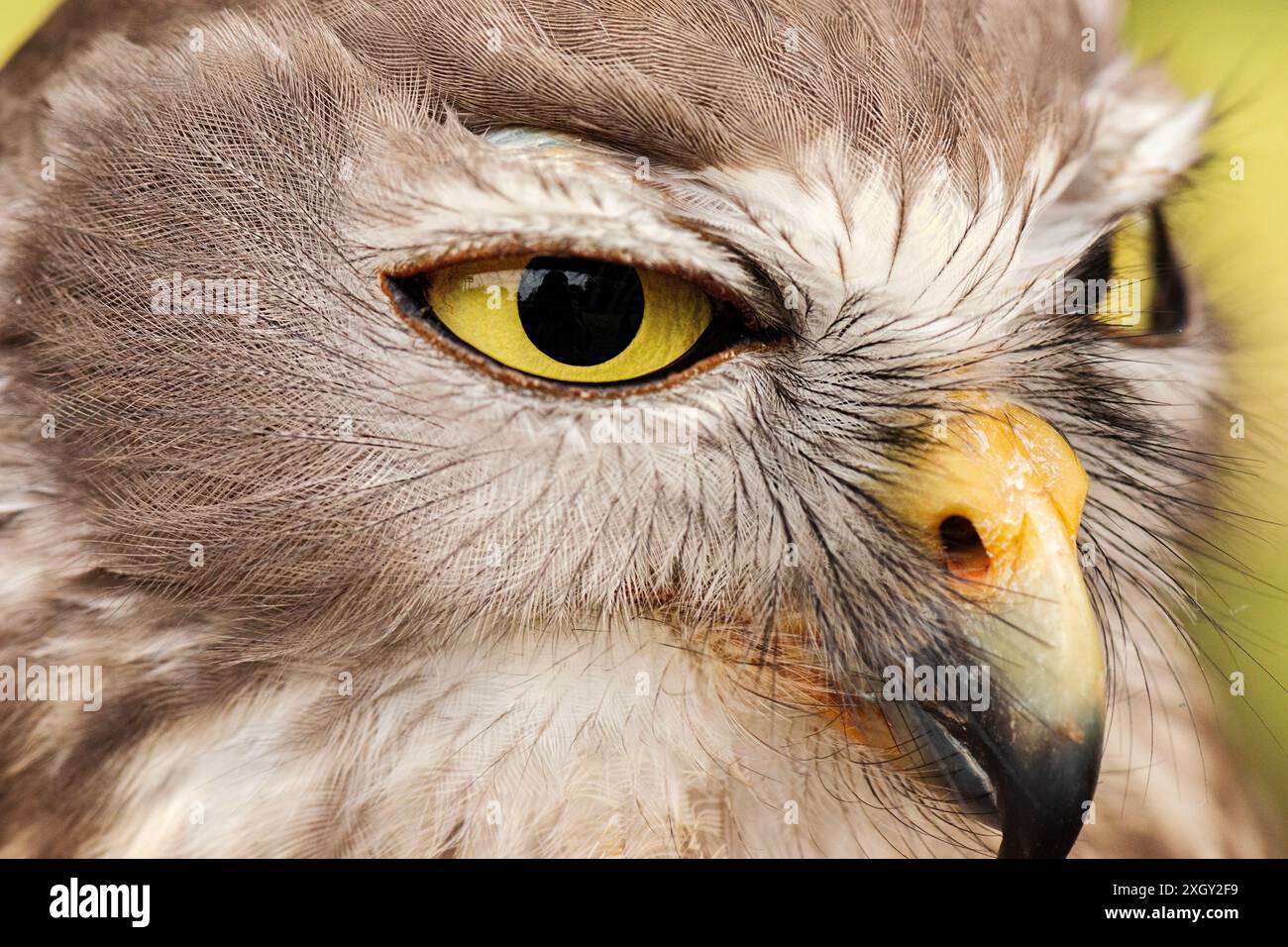 Le hibou aboyant ou boobook aboyant, également connu sous le nom de chouette à clin d'œil, est une espèce d'oiseau nocturne originaire de l'Australie continentale. Banque D'Images