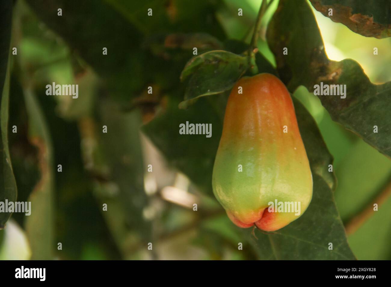 Goyave d'eau fraîche samsi thong rouge encore sur l'arbre, prête à être récoltée Banque D'Images