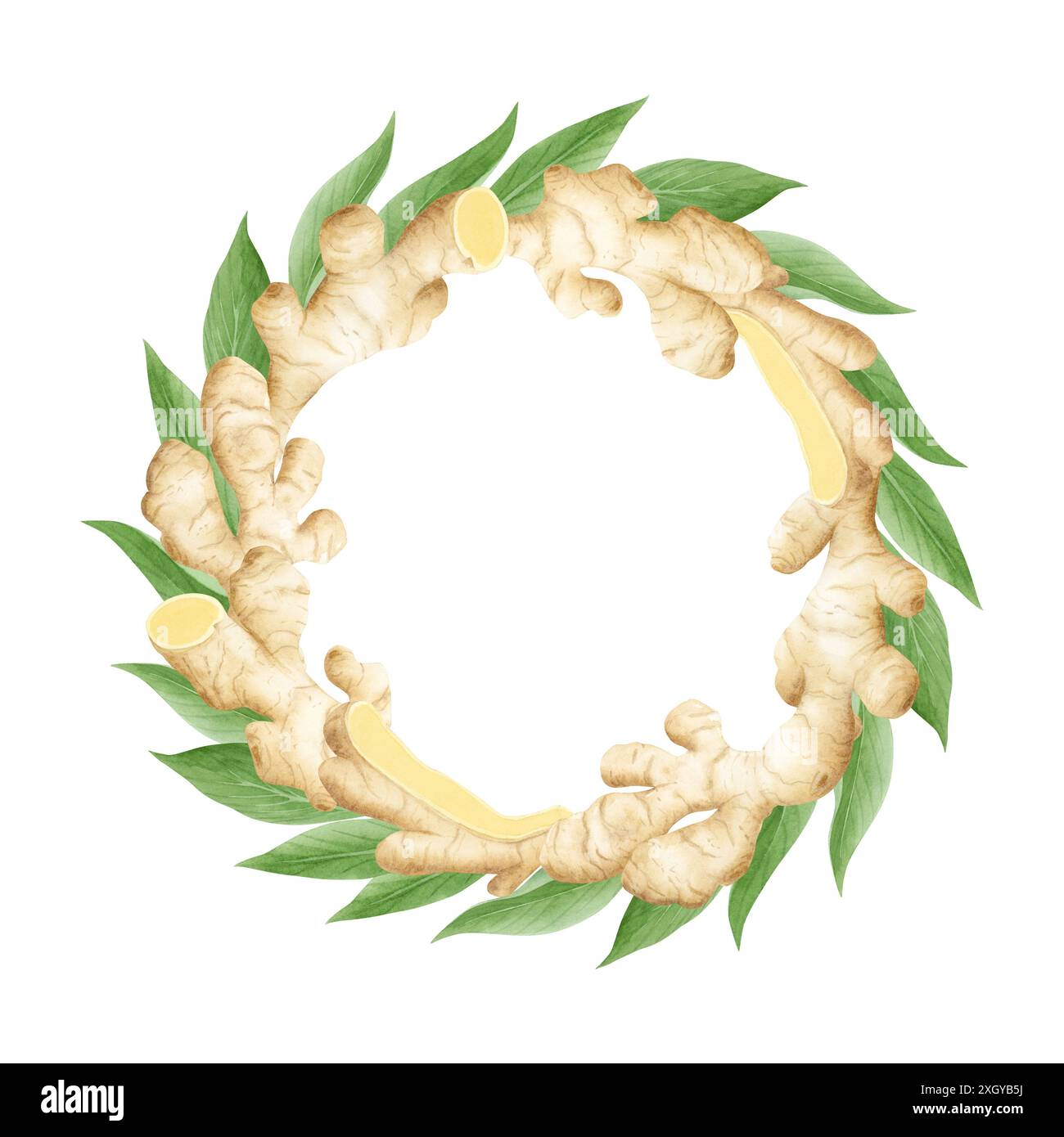 Légume cru au gingembre avec des feuilles rondes illustration aquarelle isolée sur fond blanc dans des couleurs beige pastel et vert pour étiquette et logo Banque D'Images