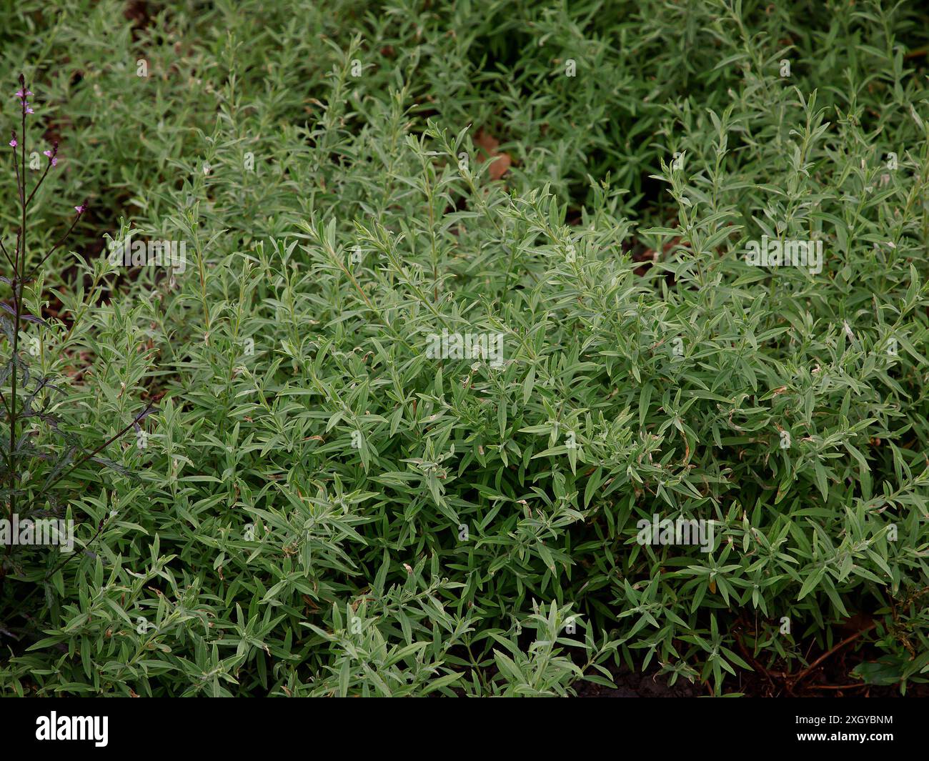 Gros plan sur les feuilles gris-vert du petit arbuste de jardin epilobium canum Dublin. Banque D'Images