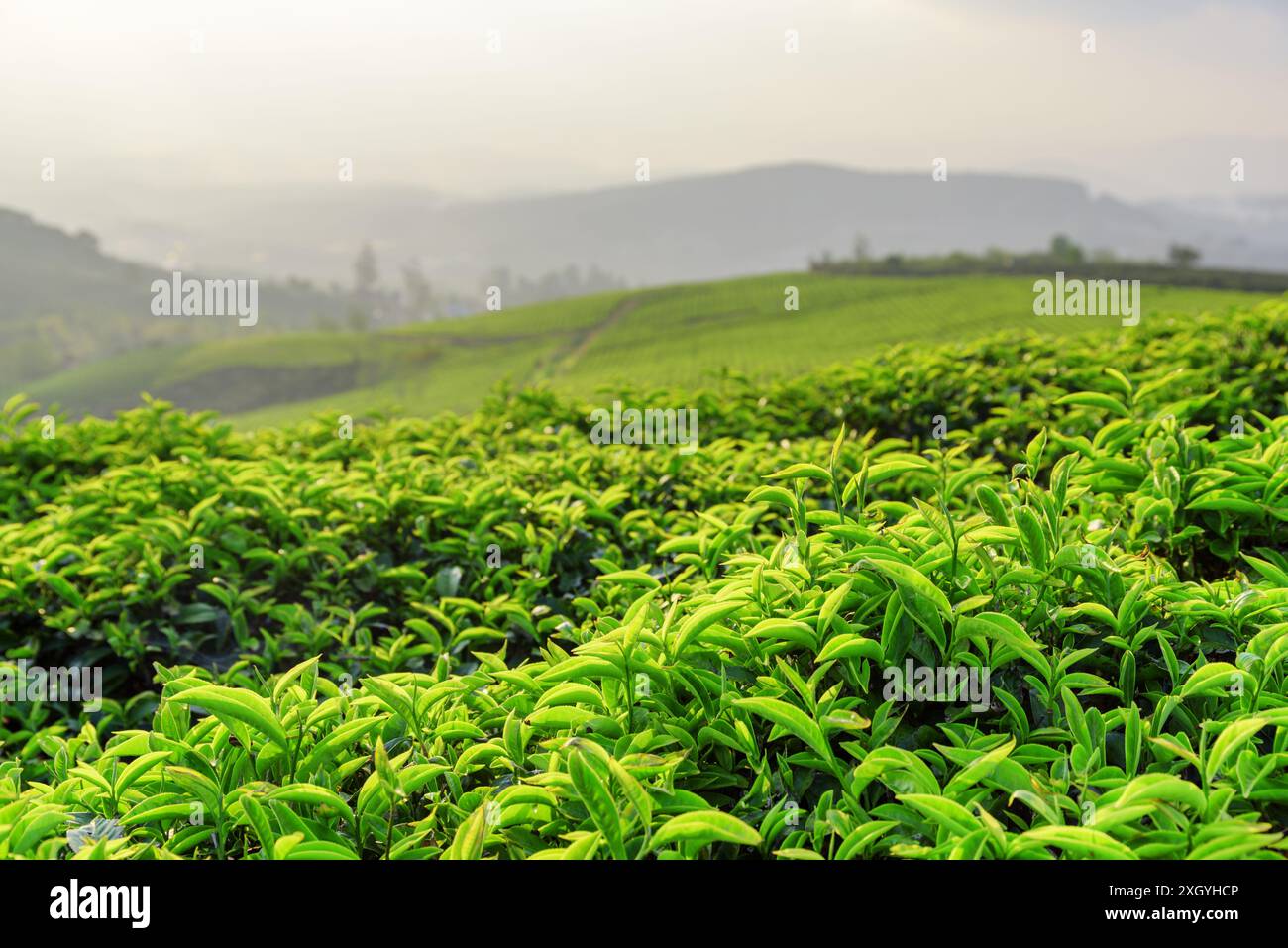 Étonnantes jeunes feuilles de thé vert vif frais supérieures à la plantation de thé dans la soirée. De belles rangées de buissons de thé sont visibles en arrière-plan. Banque D'Images