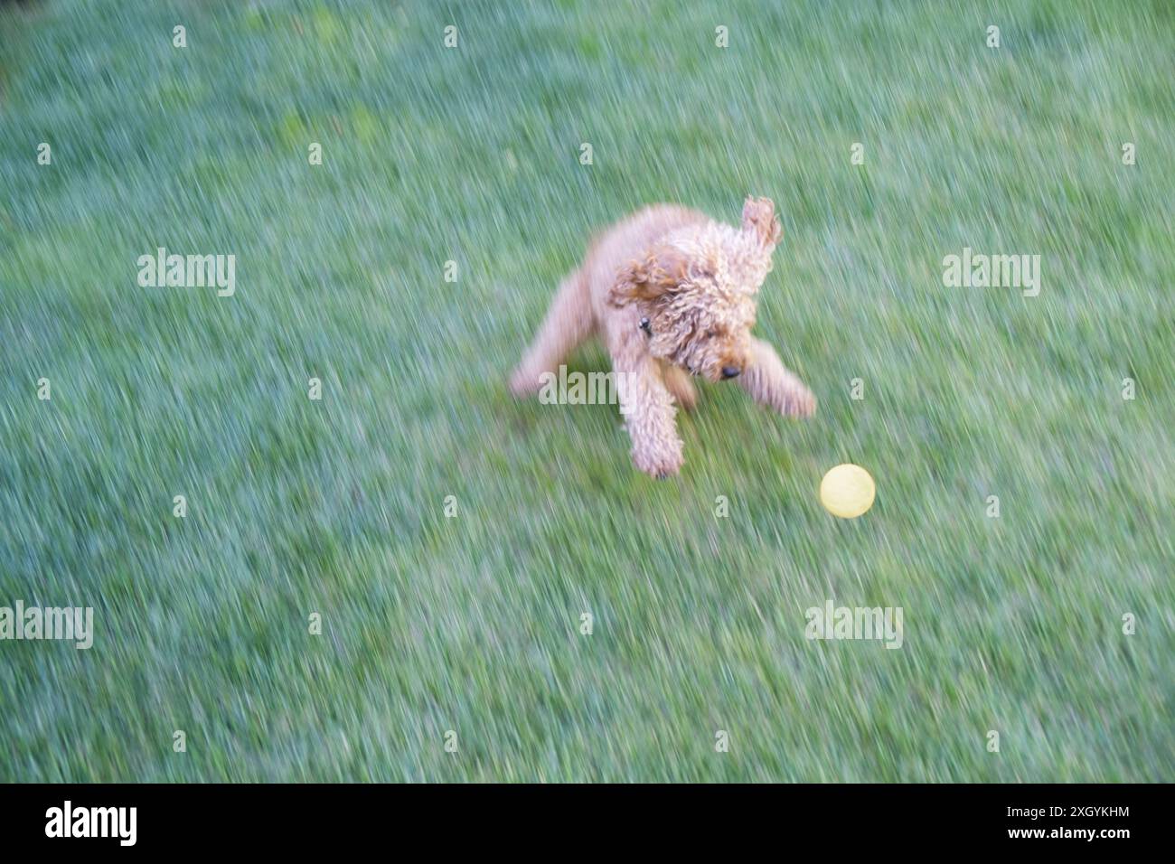 Photographie animalière en mouvement. dynamisme et mouvement d'un petit chien de race caniche jouet brun jouant avec une balle sur l'herbe verte du parc Banque D'Images