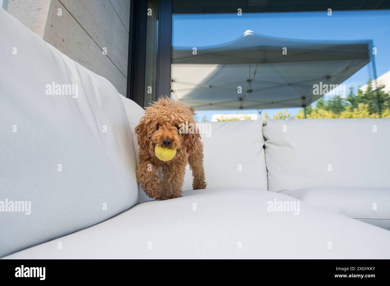 Vue de face d'Un petit caniche de race pure avec une boule de jouet dans sa bouche sur une chaise de terrasse élégante dans le jardin d'un chalet. regarde la caméra Banque D'Images