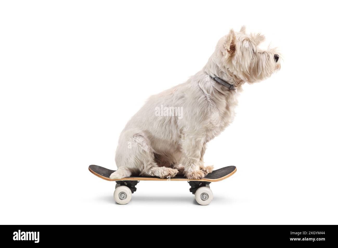 Chien Westie terrier assis sur une petite planche à roulettes isolé sur fond blanc Banque D'Images