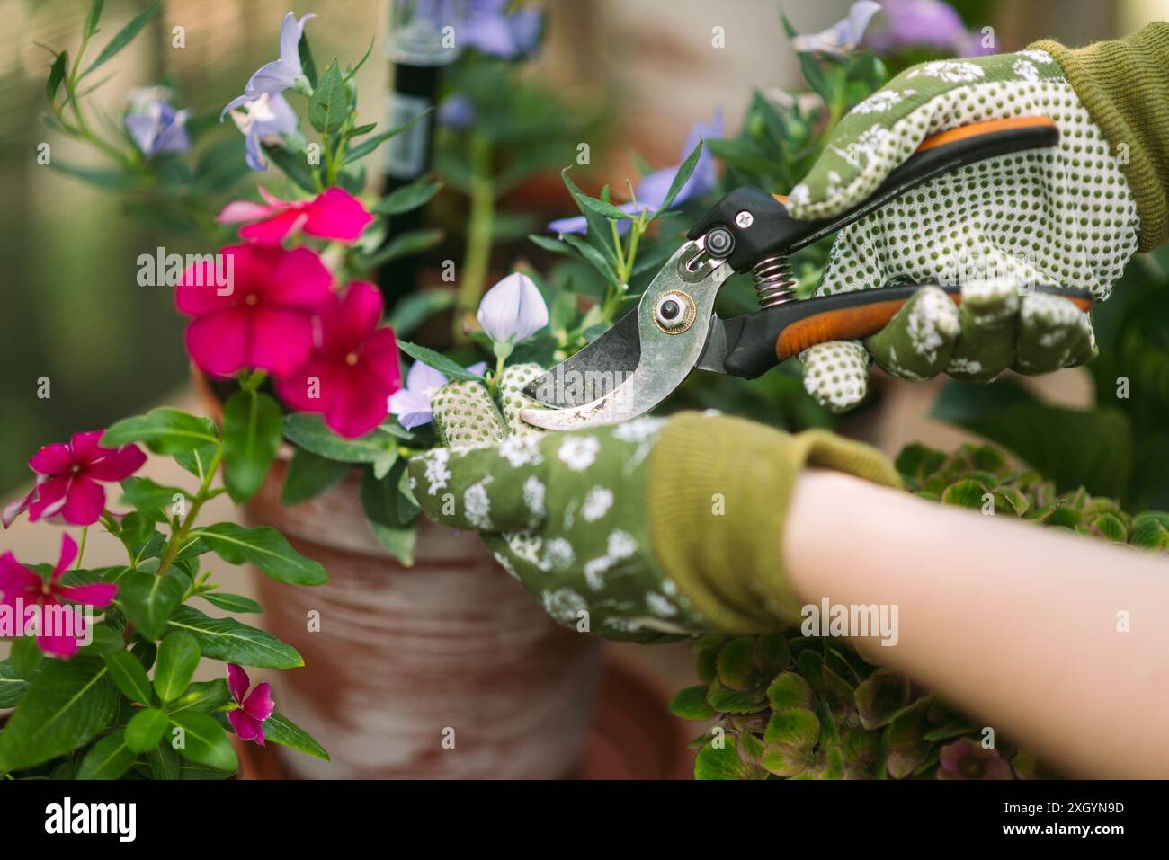 Femme dans des gants de jardinage élagant des fleurs buisson avec sécateurs à l'extérieur, gros plan Banque D'Images