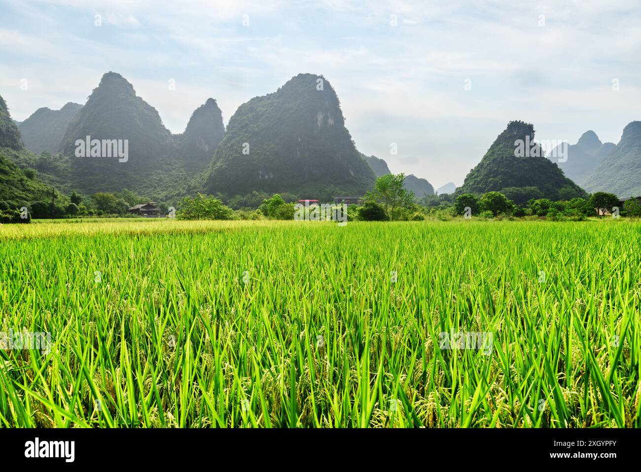 Paysage d'été dans le comté de Yangshuo de Guilin, Chine. Vue du champ de riz vert vif pittoresque et de belles montagnes karstiques sur fond de ciel bleu. Banque D'Images