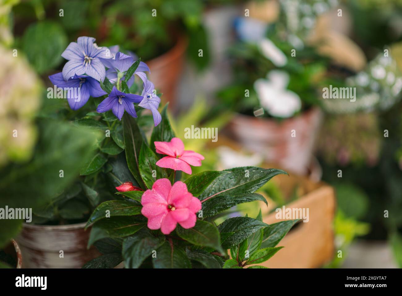 Une variété de fleurs vibrantes en gros plan dans des pots. Plantes en pot et main gantée d'un jardinier en arrière-plan. soin des plantes et nature. copier l'espace. Banque D'Images