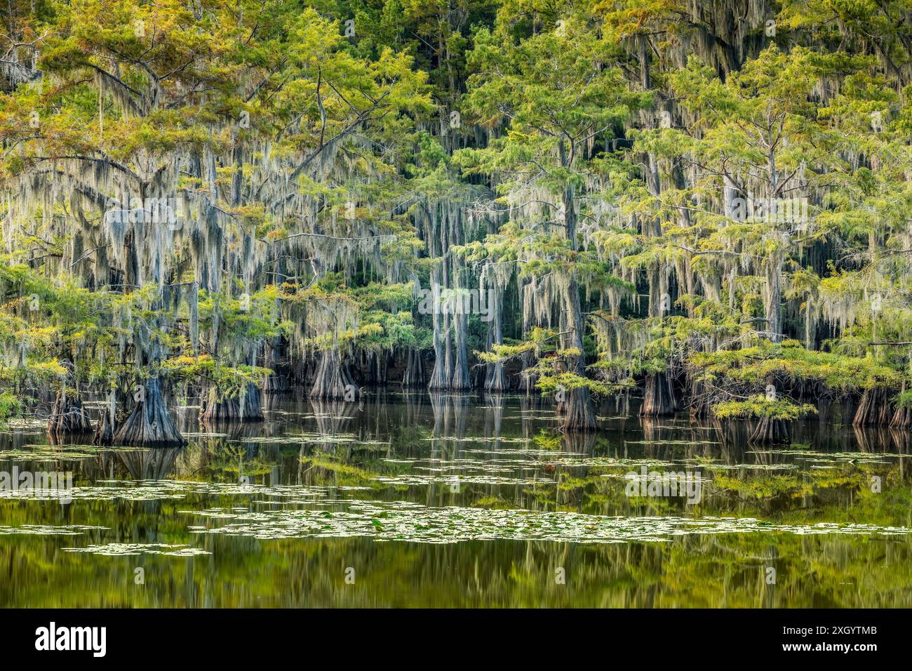 Paysage magique avec des cyprès et de la mousse espagnole au lac Caddo, Texas Banque D'Images