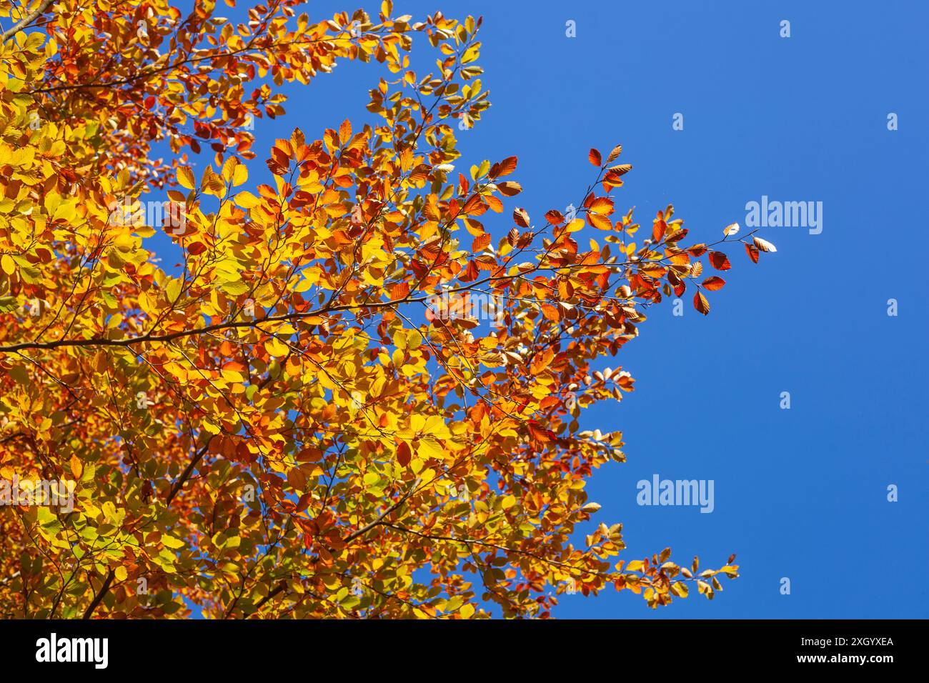 Feuilles d'automne colorées sur un hêtre , Allemagne Banque D'Images