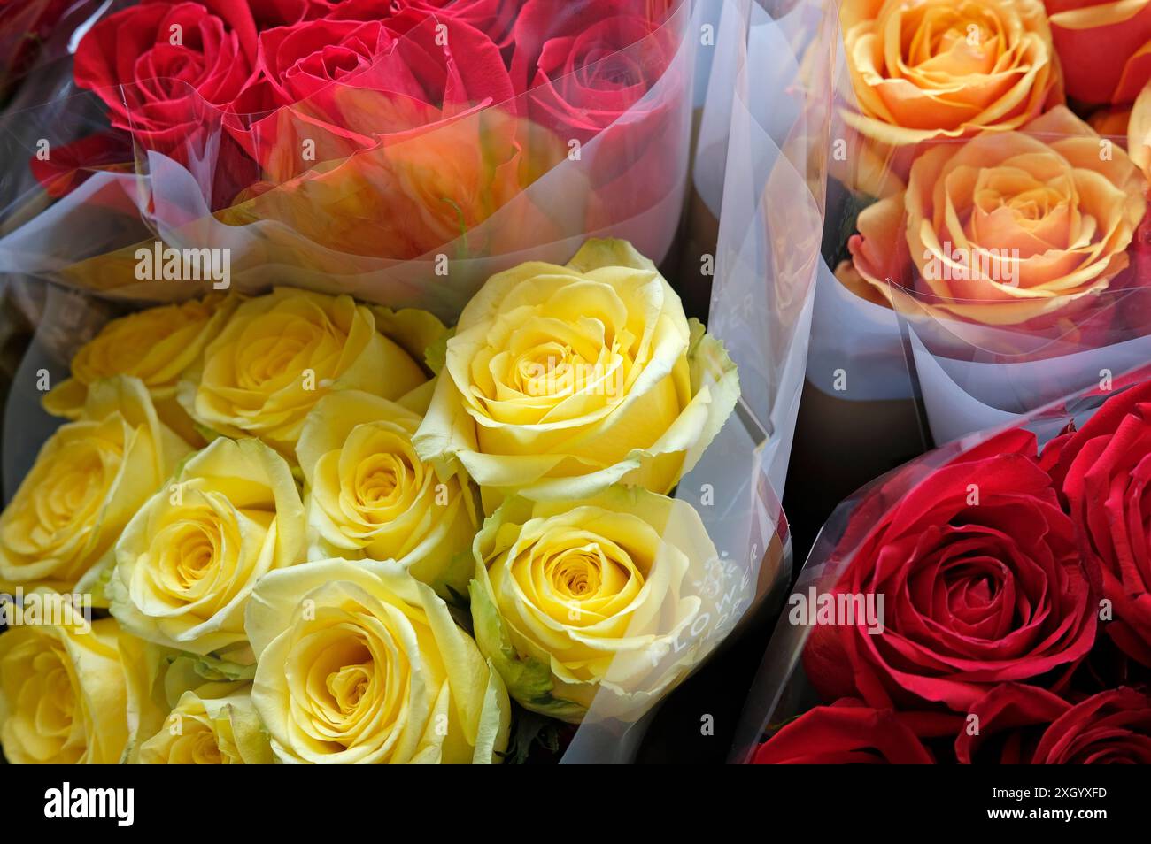 roses colorées dans un fleuriste, norfolk, angleterre Banque D'Images