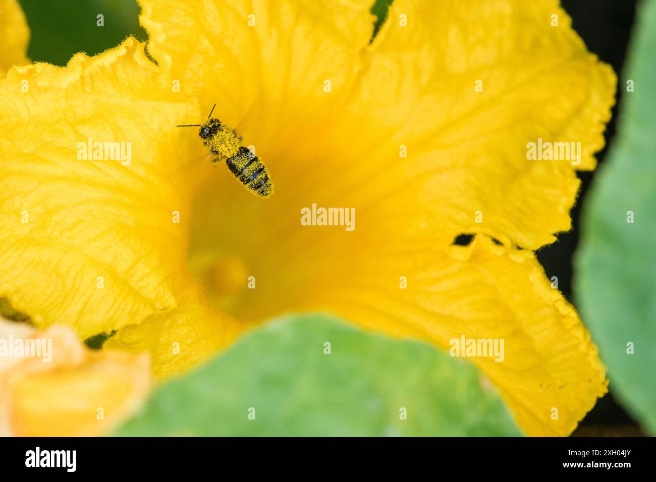 Abeille couverte de pollen dans une fleur de courgette dans un potager Banque D'Images