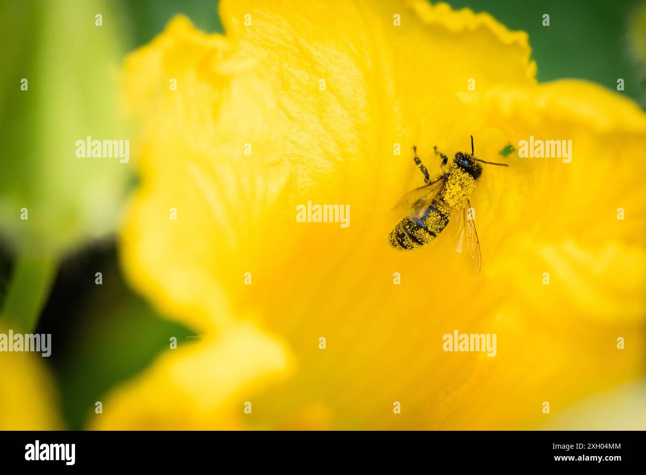 Abeille couverte de pollen dans une fleur de courgette dans un potager Banque D'Images