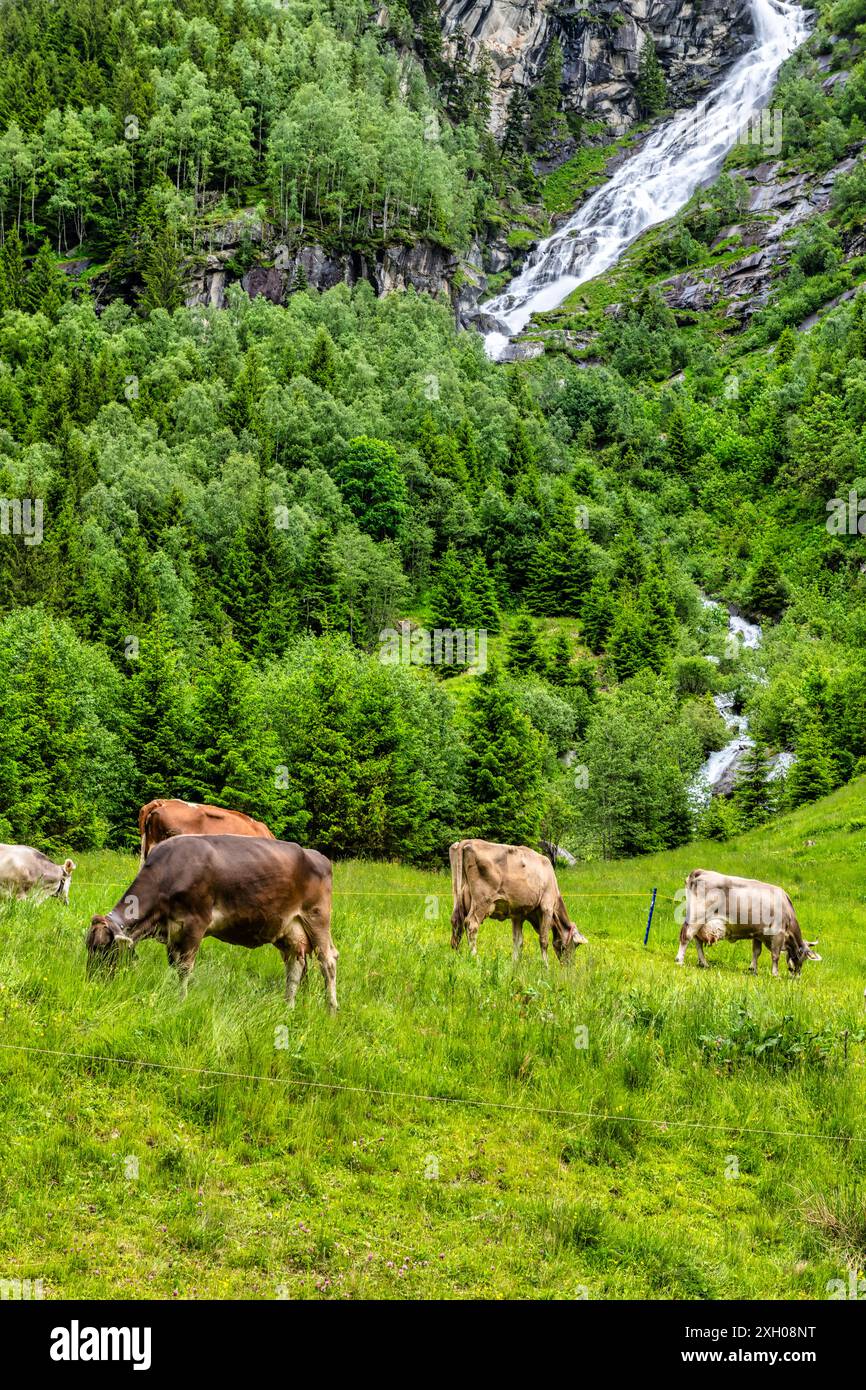 La belle vallée de Stilluptal, également appelée la vallée des chutes d'eau et les vaches qui paissent, près de Mayrhofen en Autriche, en Europe Banque D'Images