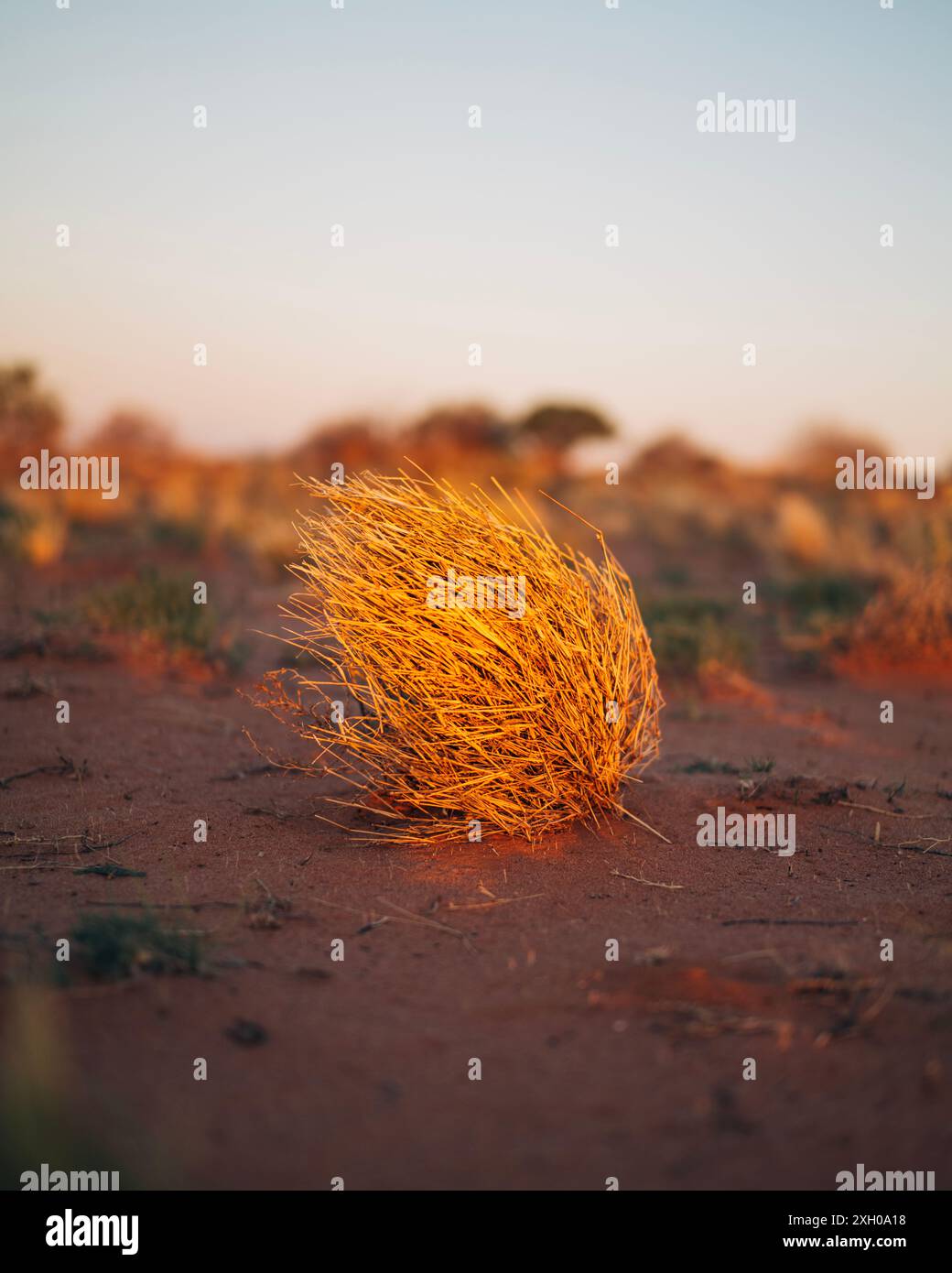 Une seule herbe à tête glisse à travers l'étendue sablonneuse de l'outback australien au coucher du soleil. Banque D'Images