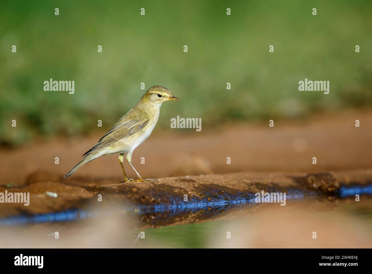 Paruline de saule le long d'un trou d'eau dans le parc national Kruger, Afrique du Sud ; espèce Phylloscopus trochilus famille des Phylloscopidae Banque D'Images