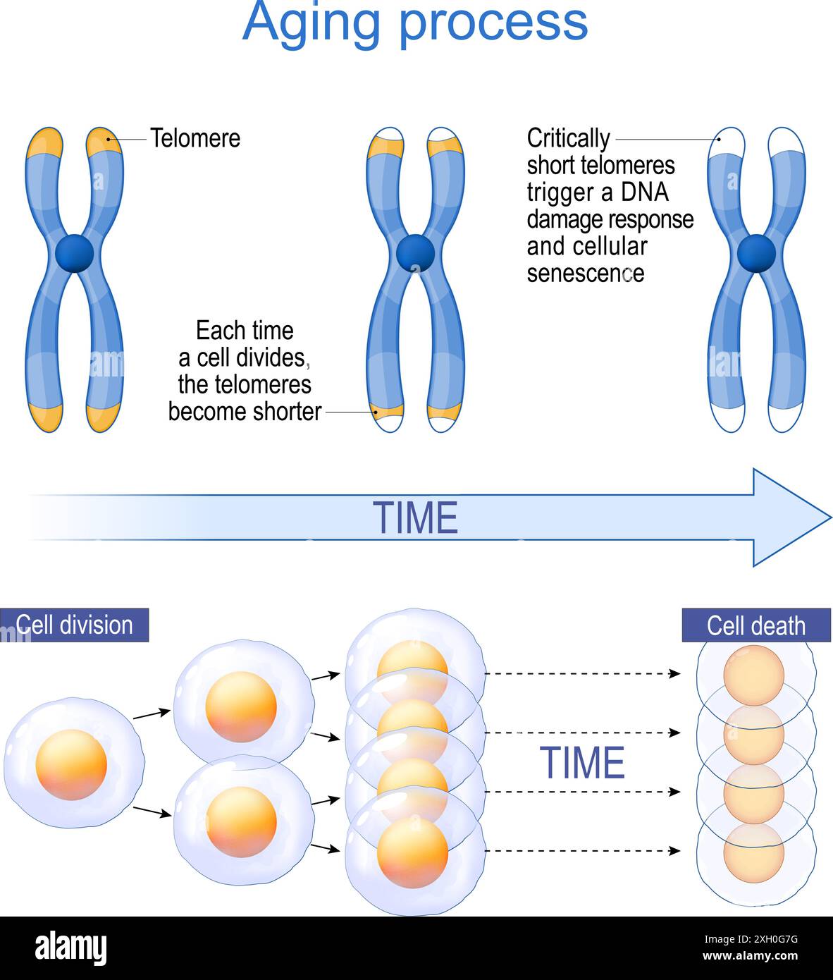 Processus de vieillissement et télomères. Sénescence cellulaire. Biomarqueurs vieillissants. Mécanismes du vieillissement cellulaire. Diagramme vectoriel Illustration de Vecteur