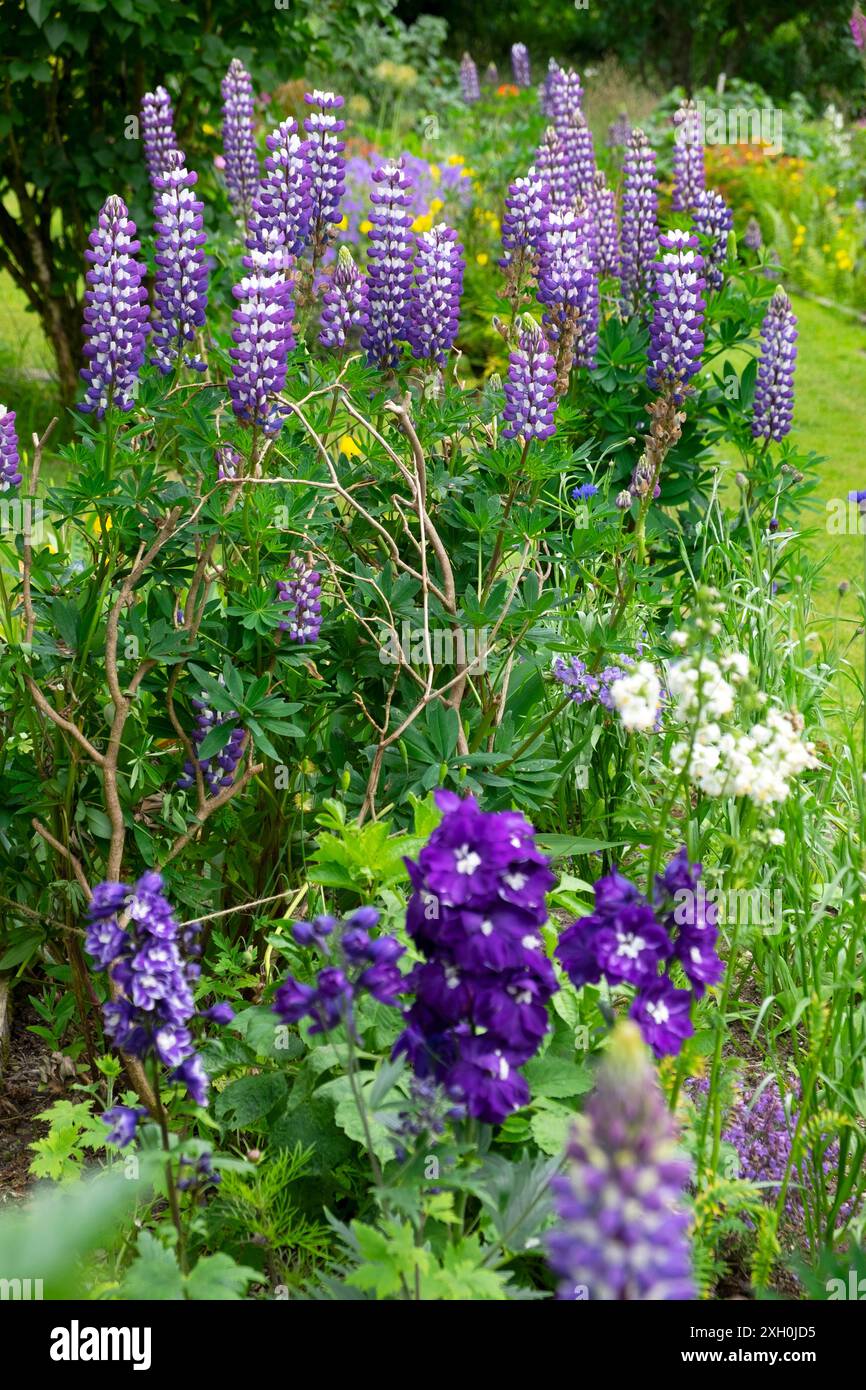 Fleurs violettes lupin lupins delphinium delphiniums en fleurs dans la frontière herbacée en été juillet jardin 2024 KATHY DEWITT Banque D'Images