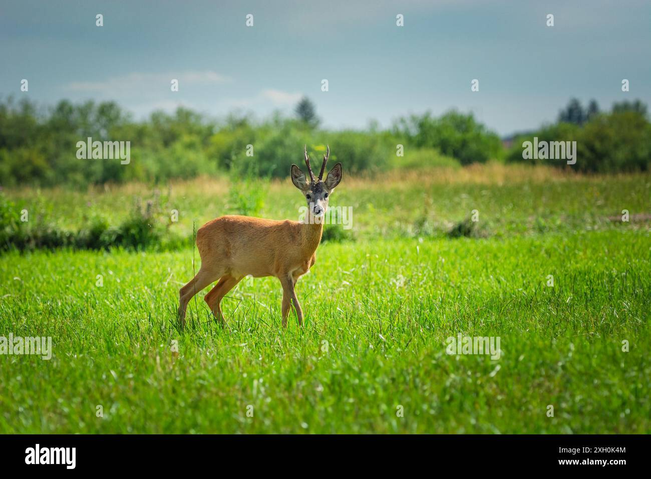 Roe cerf buck debout dans la prairie, jour d'été, Nowiny, Pologne Banque D'Images