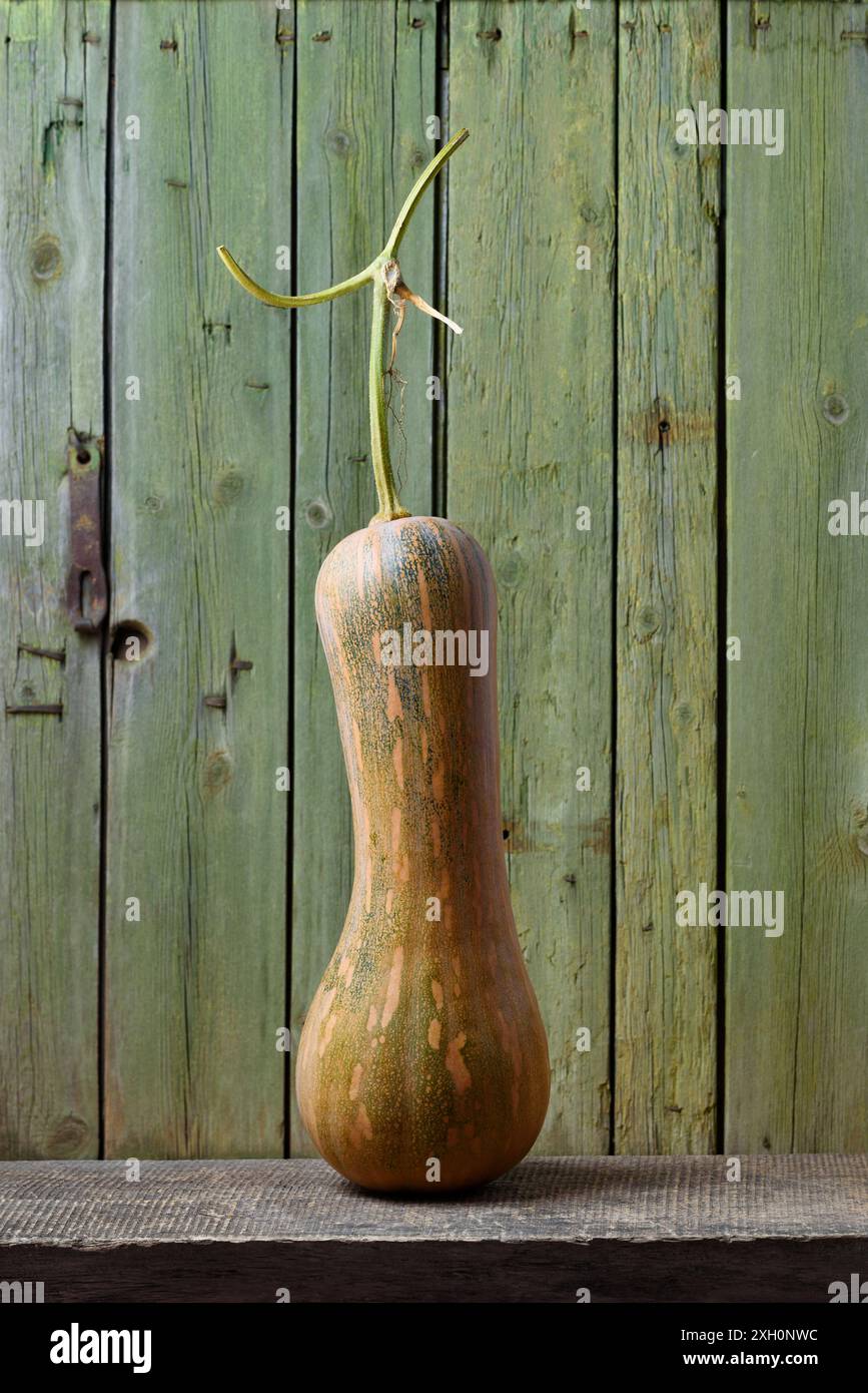 Courge d'hiver Butternut ou citrouille Butternut sur une vieille table en bois avec fond vert Banque D'Images