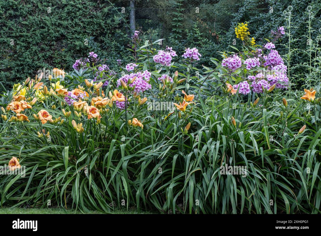 Lit pérenne avec lys (Hemerocallis Bold Tiger) et phlox (Phlox paniculata), Emsland, basse-Saxe, Allemagne Banque D'Images