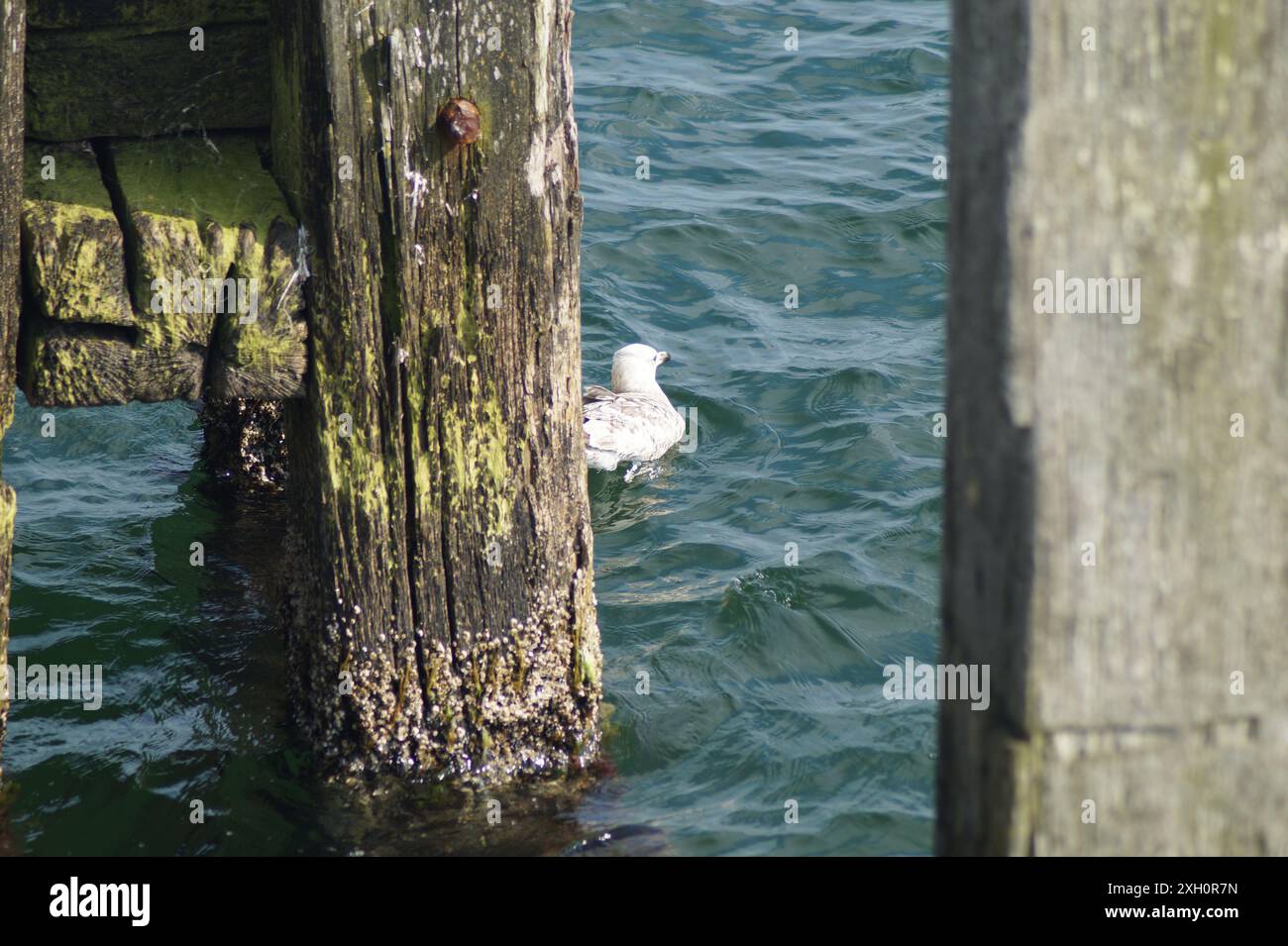 Un jeune goéland argentatus nageant dans la mer baltique, Großenbrode, schleswig holstein, allemagne en été 2024 Banque D'Images