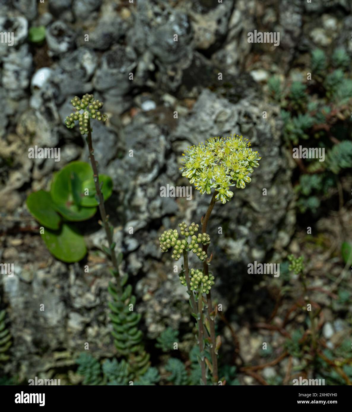 Pierre pâle, Petrosedum sediforme, en fleur Banque D'Images