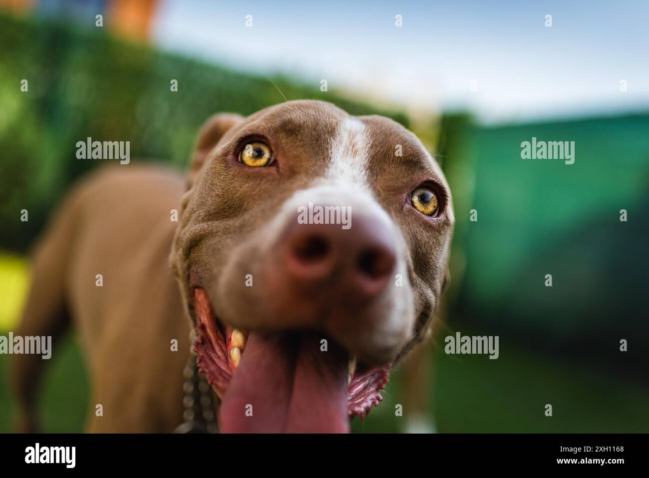 Gros plan de la jeune tête de chien Amstaff sur fond vert dans le jardin d'été. Thème Pitbull Banque D'Images