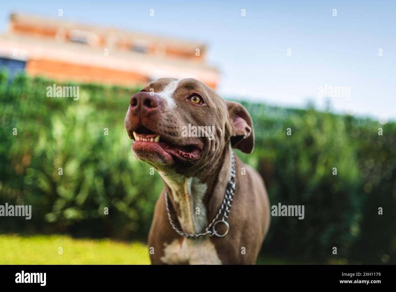 Gros plan de jeune tête de chien Amstaff sur fond vert dans le jardin d'été. Thème Pitbull. Mise au point sélective Banque D'Images