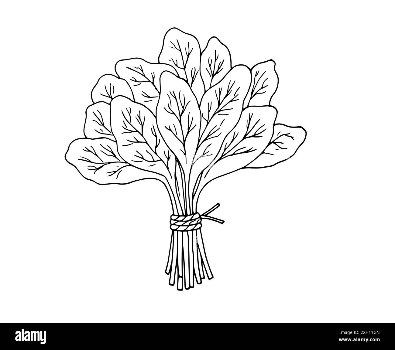 Feuilles d'épinard. Dessin botanique détaillé dessiné à la main. Bouquet d'épinards frais. Illustration vectorielle isolée sur fond blanc. Illustration de Vecteur