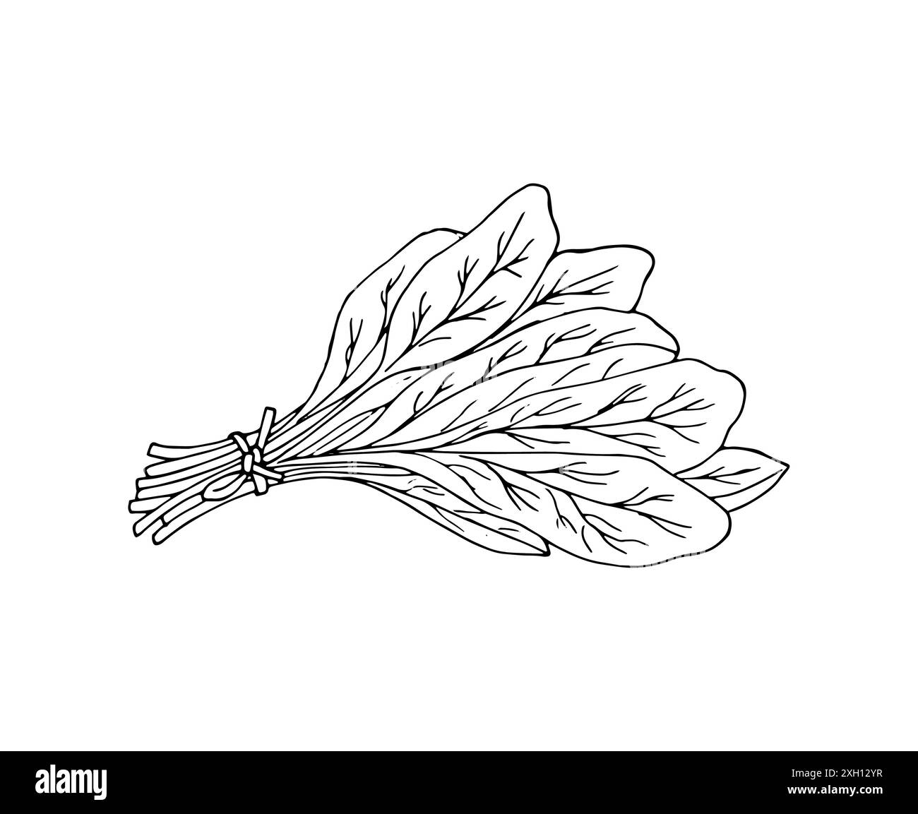 Bouquet d'épinards. Produit du marché agricole. Illustration de nourriture dessinée à la main isolée sur blanc Illustration de Vecteur