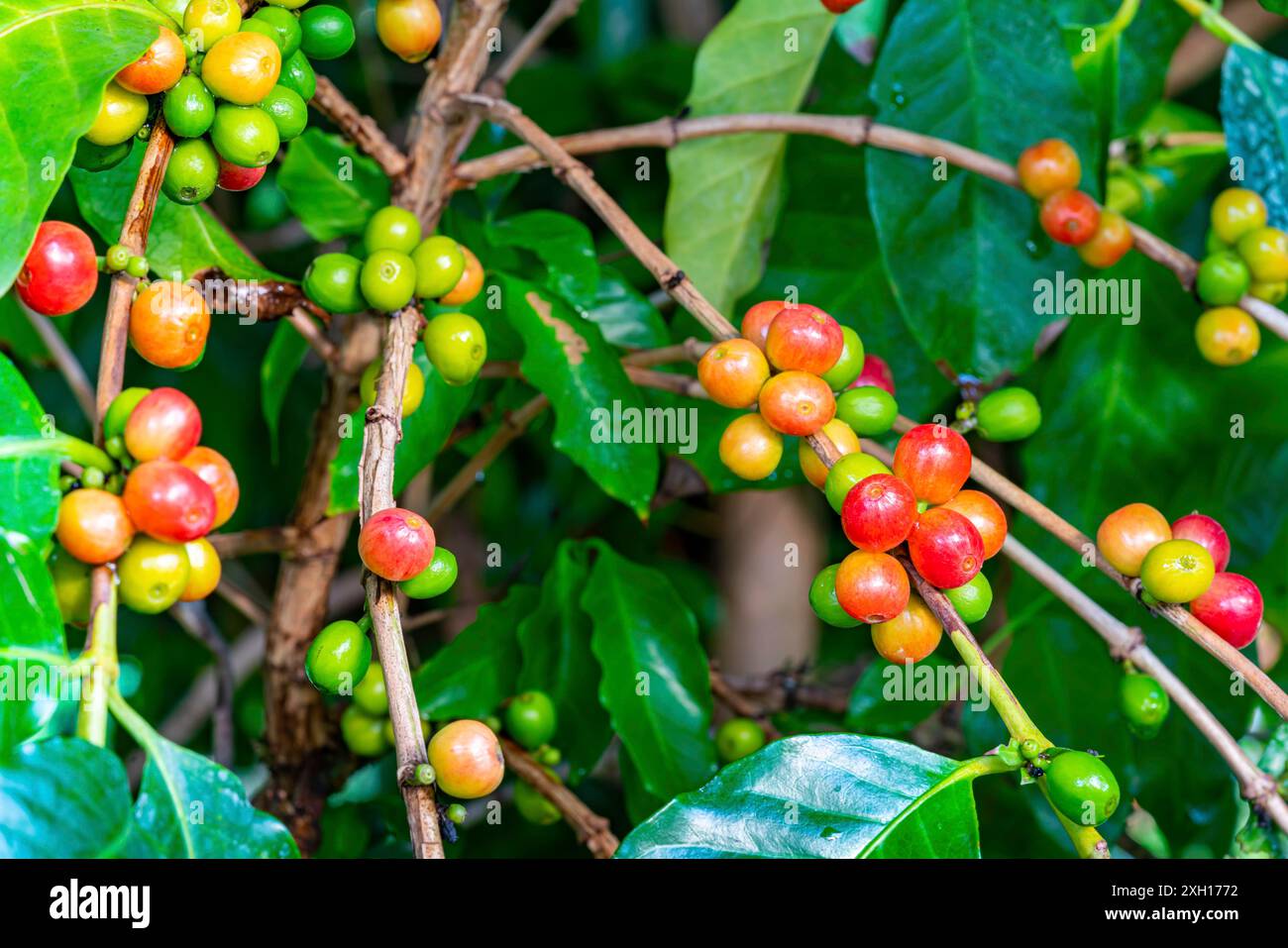 Bouquets de fruits de café colorés sur un arbre. En raison de la couleur des fruits de café mûrs sont rouges ou violets, le fruit est offen appelé une cerise de café Banque D'Images