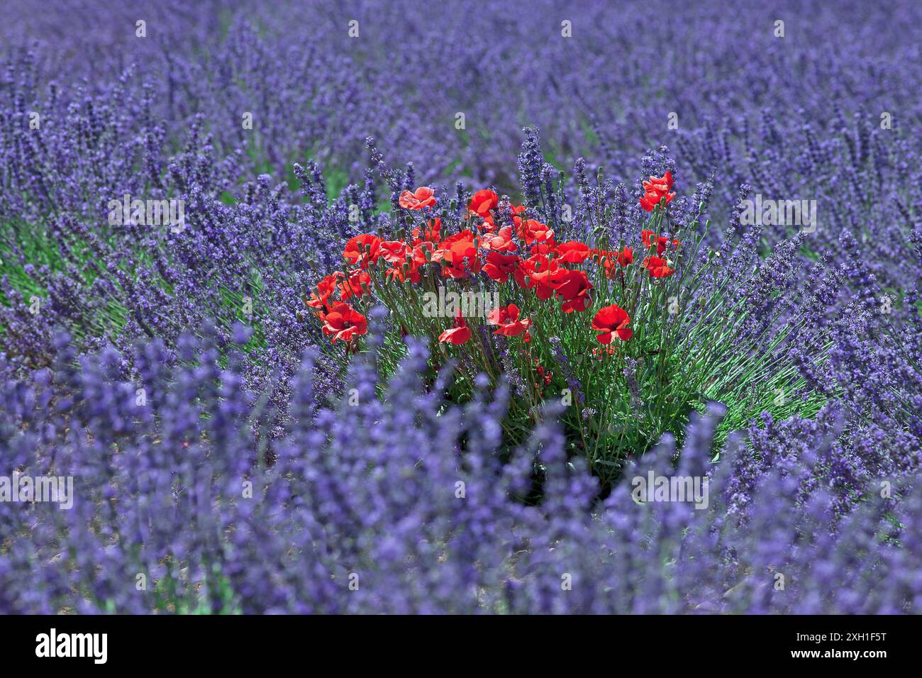 France, coquelicot en fleur au milieu d'un champ de lavande Banque D'Images