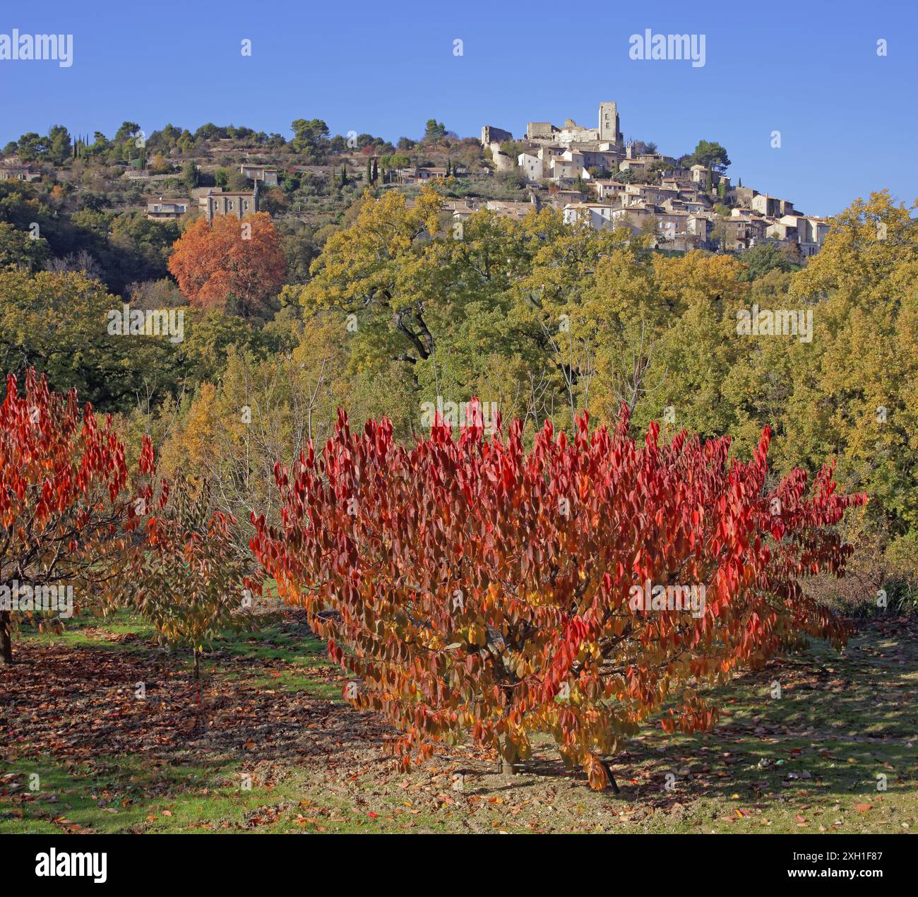 France, Vaucluse (84), Lacoste, village du parc naturel régional du Luberon, verger en automne Banque D'Images